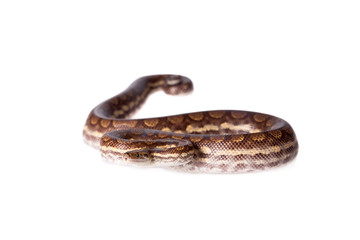 Rainbow tree boa on white background