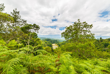 Fototapeta premium Tana Toraja landscape and fern forest
