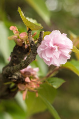 pink flower of sakura on tree