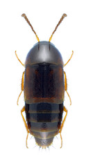 Beetle Tachyporus pusillus