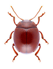 Beetle Chrysolina blanchei