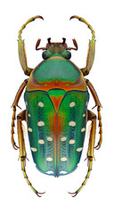 Beetle Stephanorrhina bella