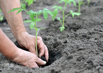farmer planting a tomato seedling