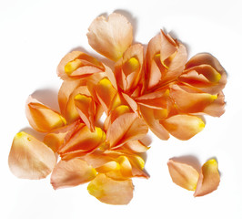 Obraz na płótnie Canvas Rose petals