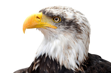 Bald Eagle - Haliaeetus leucocephalus