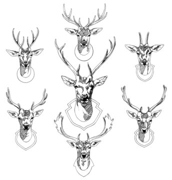 Deers Sketch drawing illustration vector.