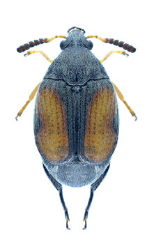Beetle Callosobruchus maculatus