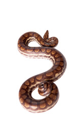 Rainbow tree boa on white background