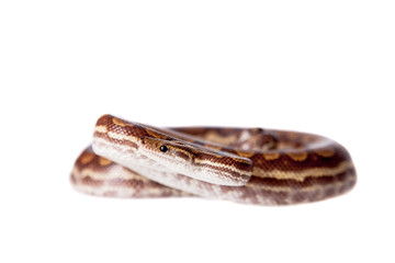 Rainbow tree boa on white background