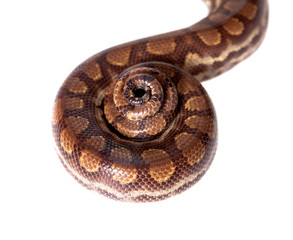 Obraz premium Rainbow tree boa on white background