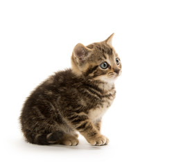 Cute tabby kitten on white