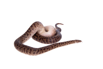 Spotted Python on white background