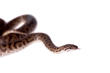 Spotted Python on white background