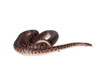Fototapeta premium Spotted Python on white background