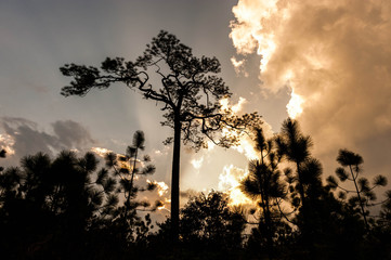 Wild twilight time in Phukradueng National Park