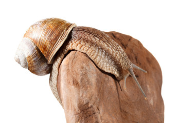 Burgundy snail bend over stone