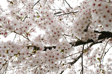 sakura3