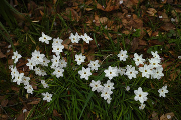 flower1