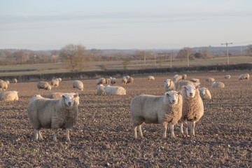Sheep in a Field