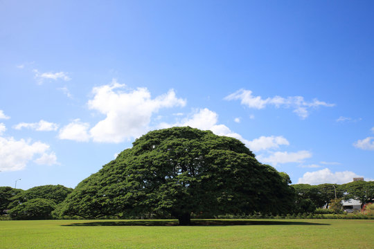 この木なんの木 Images – Browse 65 Stock Photos, Vectors, and