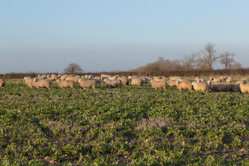 Fototapeta na wymiar Sheep in a Field