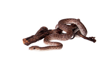 Hispaniolan boa on white background