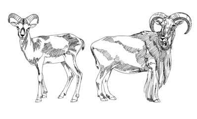 Hand drawn Bighorn Rams. Vector illustration.
