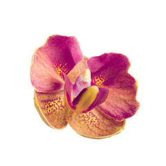 magenta orchid flower isolated on white