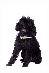 Black poodle dog on white