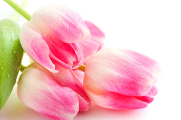 Spring flower pink tulips bouquet isolated on white background