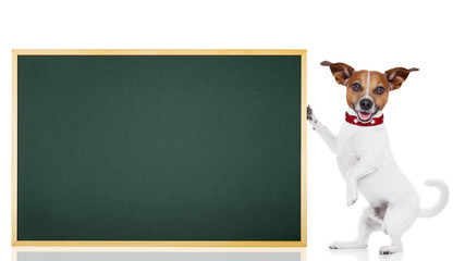 dog school student