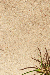 Sand and plant