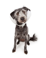 Dog Wearing Medical Cone