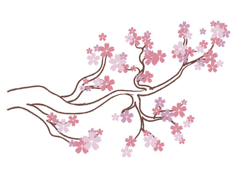 Blooming Sakura Branch