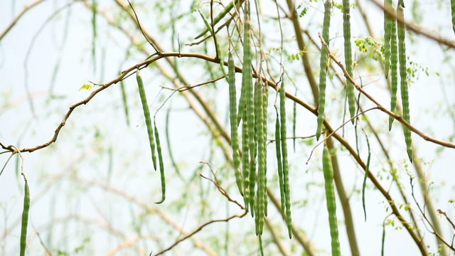 Moringa seeds