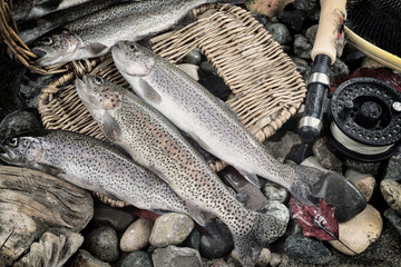 Trout fishing in vintage concept - obrazy, fototapety, plakaty