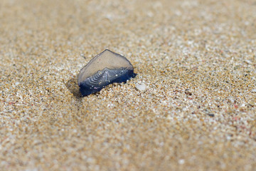 Medusa baby on sand on beach