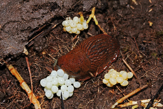 Nacktschnecke mit Eiern