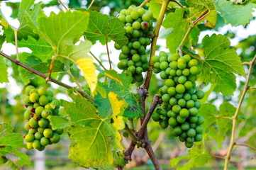 Fototapeta premium small green grapes in vine yard