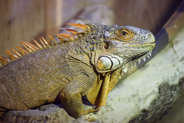 Green iguana (Iguana iguana) sitting on a piece of wood