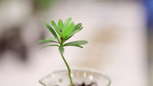 Small saplings
