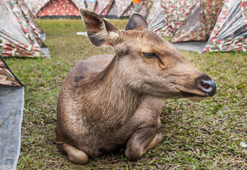sambar deer in Phukradueng National Park