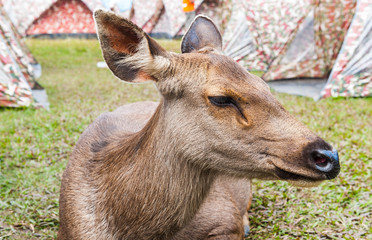 sambar deer in Phukradueng National Park