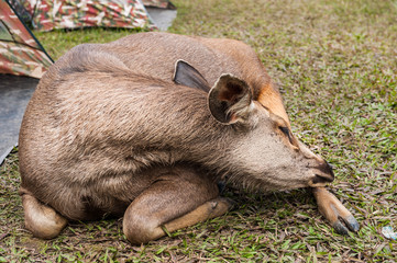 sambar deer in Phukradueng National Park © arhendrix