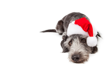 Santa Crossbreed Dog Laying With Copyspace