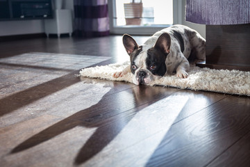 French bulldog lying down in sunny living room