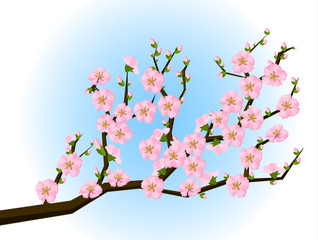 Oriental style painting, cherry blossom in spring