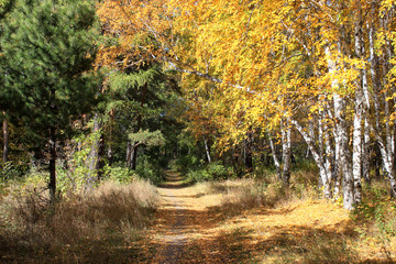 Gold autumn landscape - path in a mixed forest