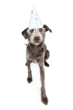 Terrier Dog Wearing Pawprint Party Hat
