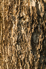 Detail of old wood tree texture background, wood skin